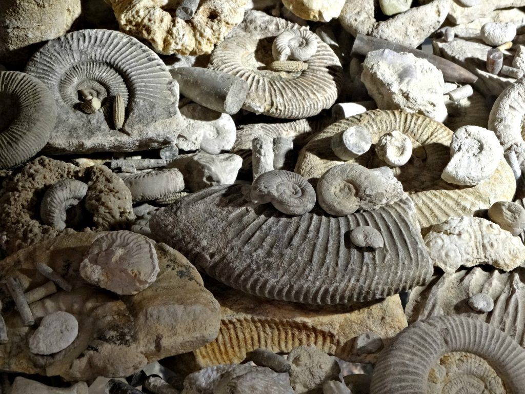 fossils-1130208_1920-1024x768.jpg