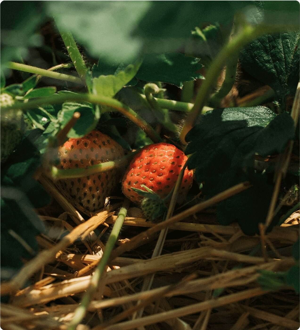 Kitchen Garden