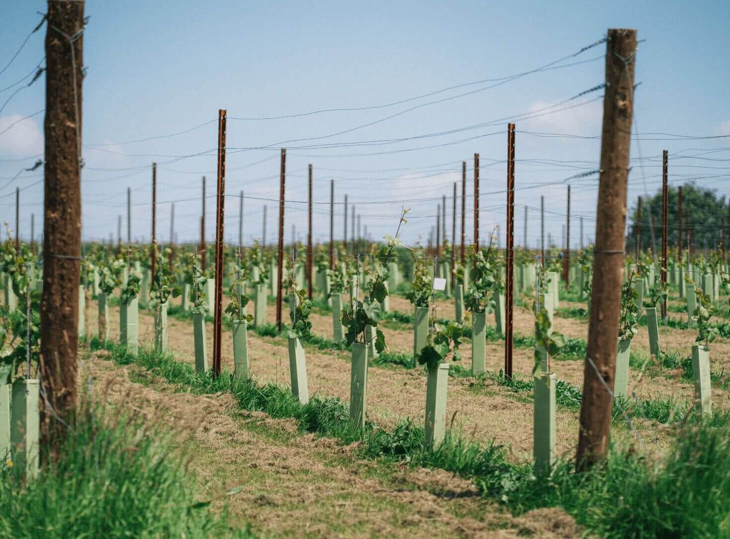 thornfalcon-vines-young.jpg